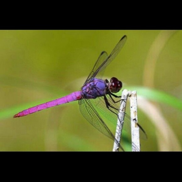 Meet your Posher, Patricia - Picture 2 of 2